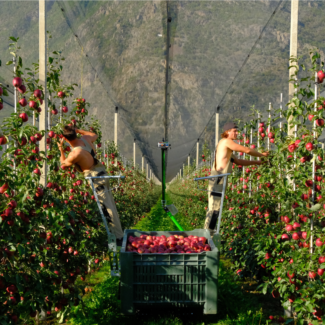 HARVESTING PEDESTALS