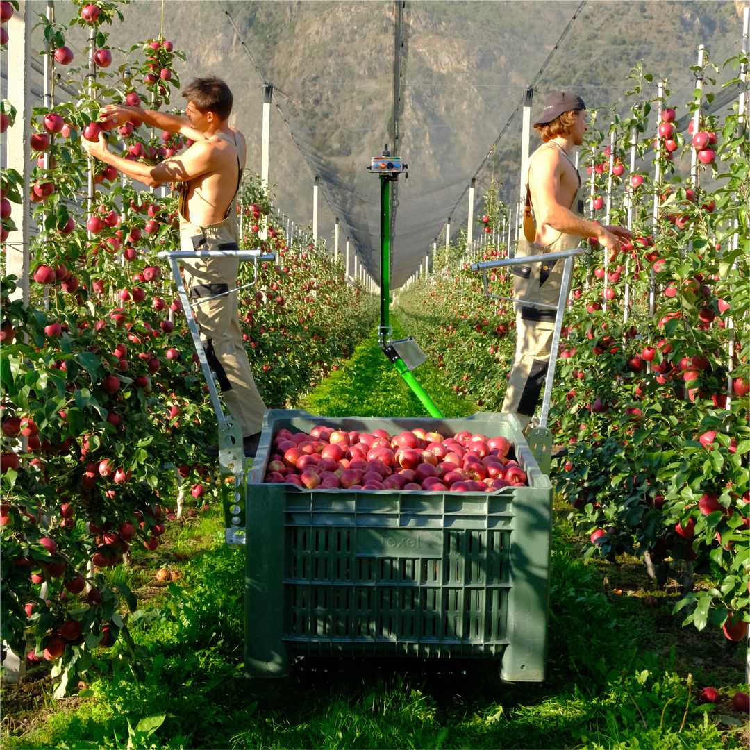 HARVESTING PEDESTALS