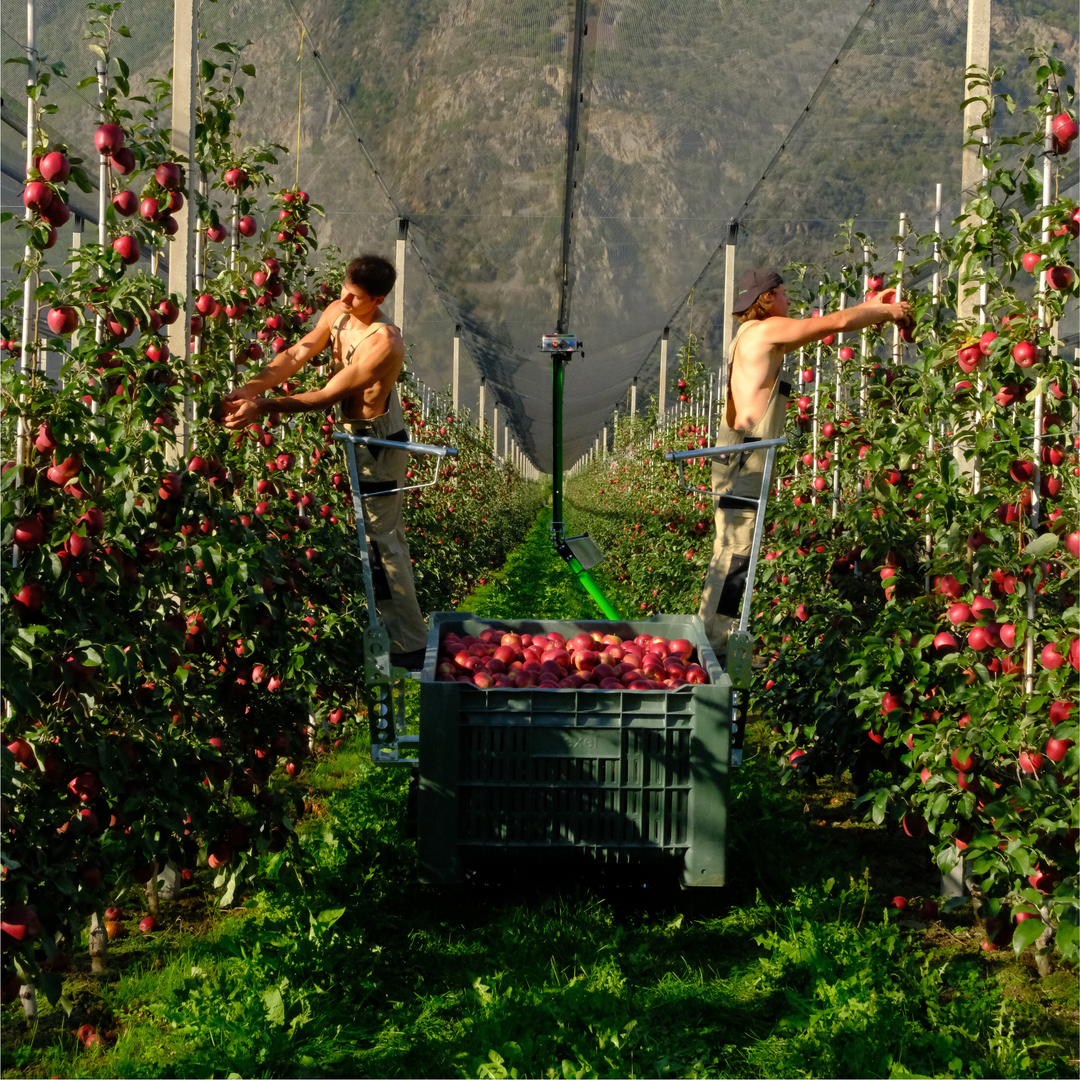 HARVESTING PEDESTALS