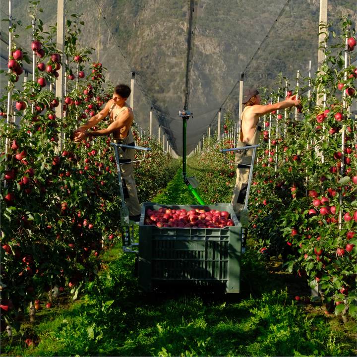 HARVESTING PEDESTALS