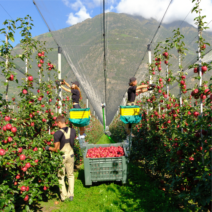 HARVESTING PEDESTALS