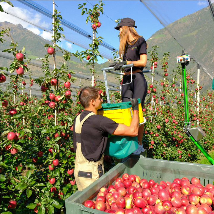 HARVESTING PEDESTALS