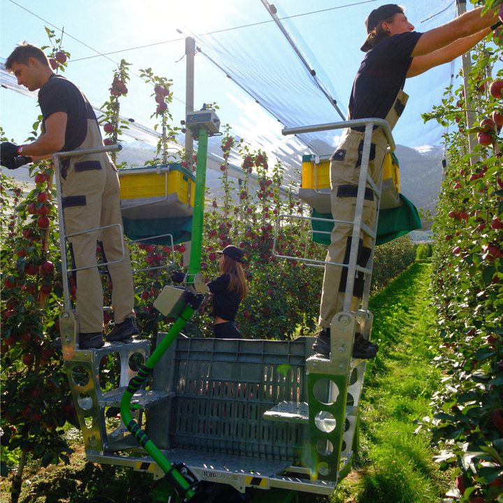 HARVESTING PEDESTALS